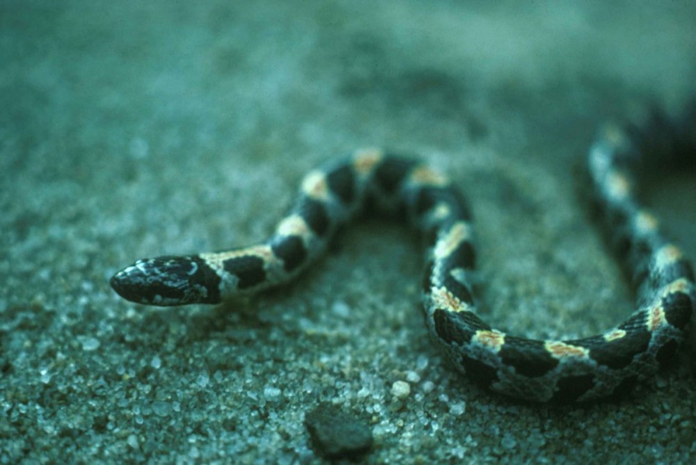 Lampropeltis extenuatum