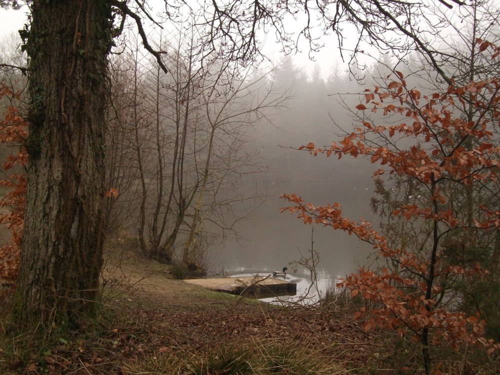 Осенний лес эстетика