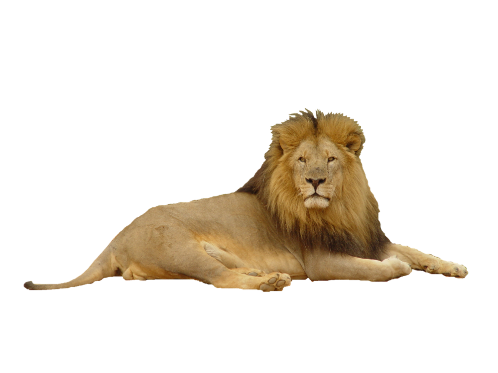 Лев лежит
