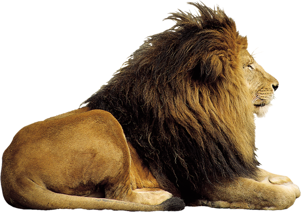 Lion на белом фоне