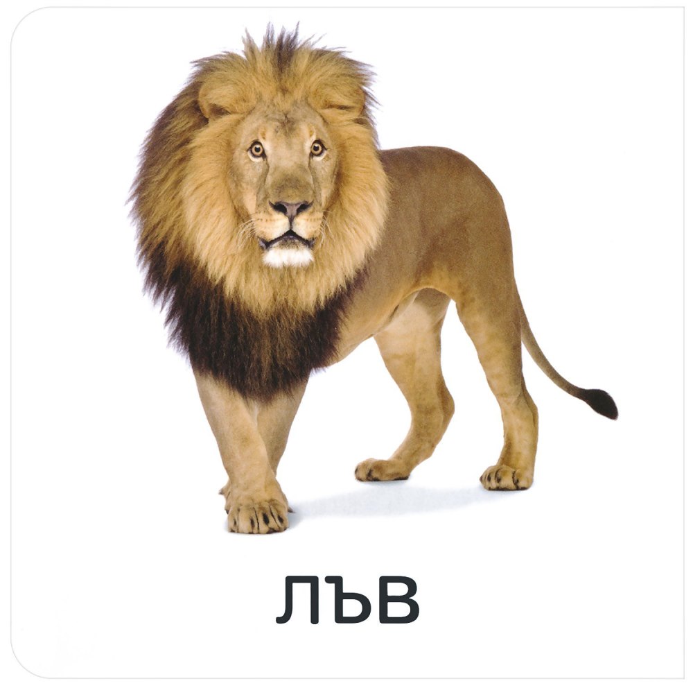 Лев анимация