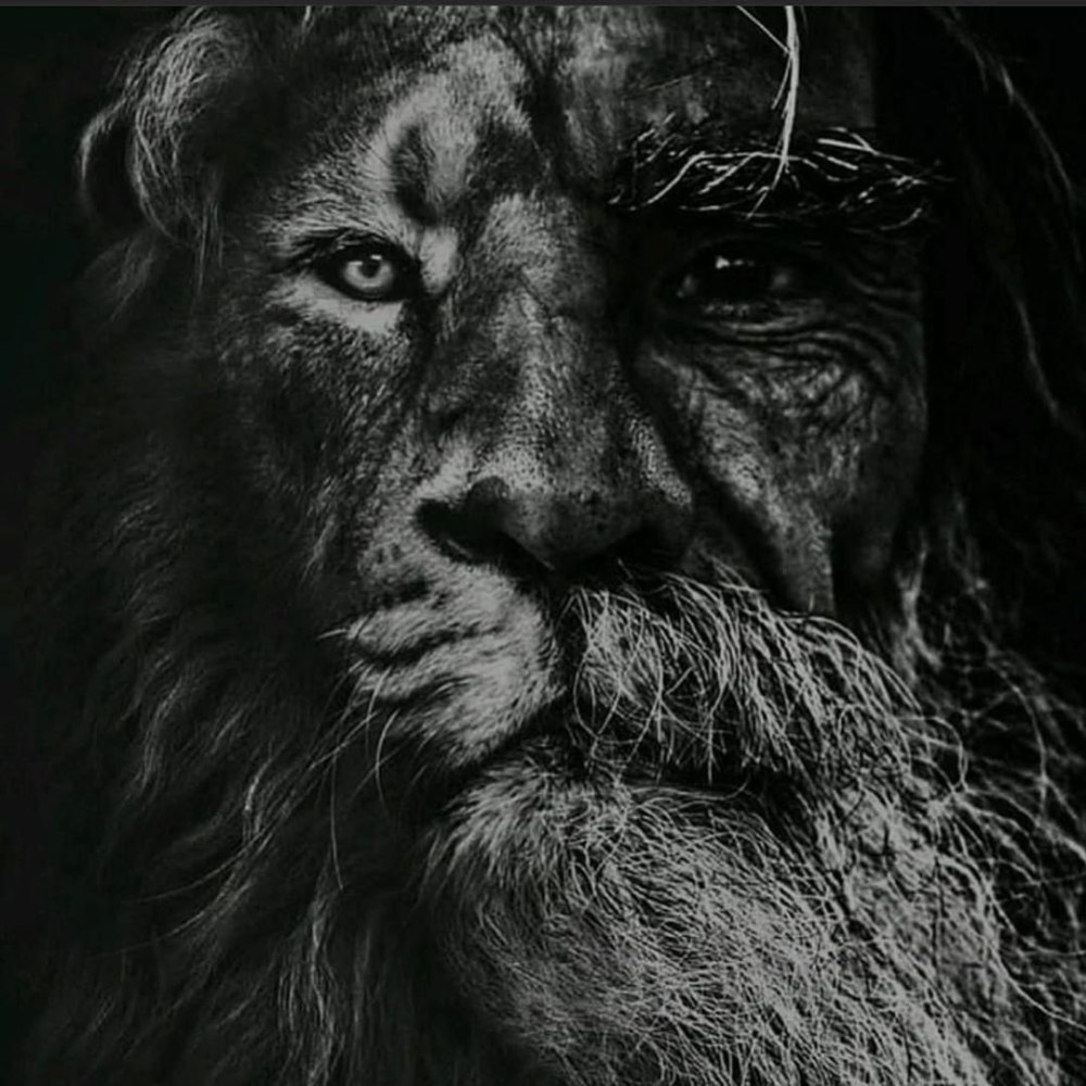 Лев рисунок