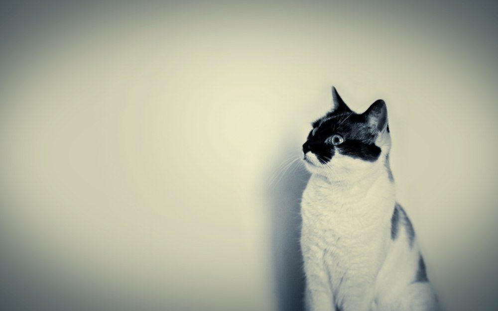 Котенок рисунок