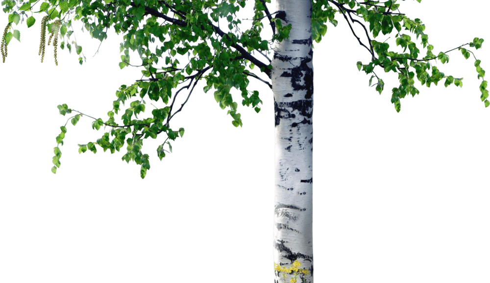 Береза Birch