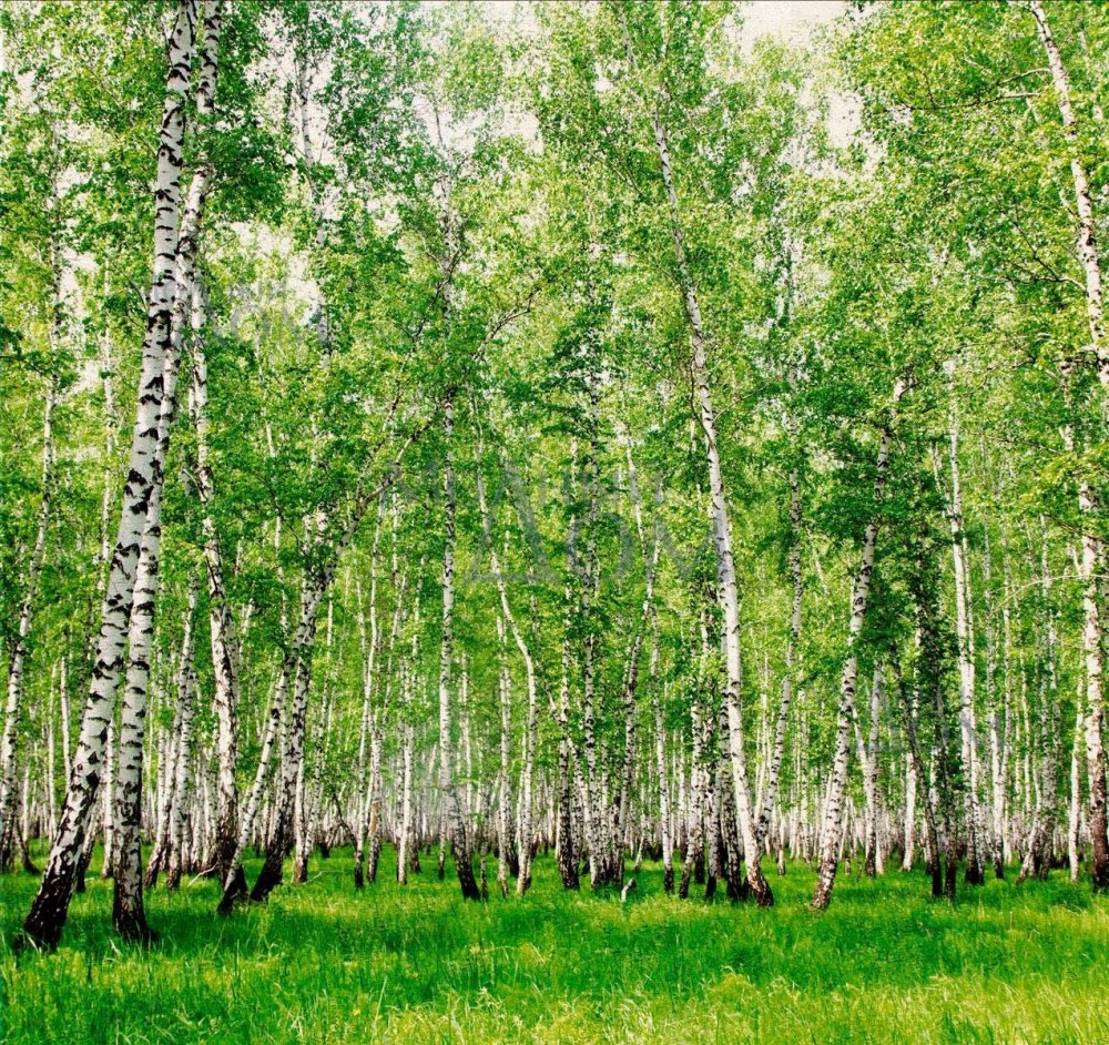 Береста кора березы