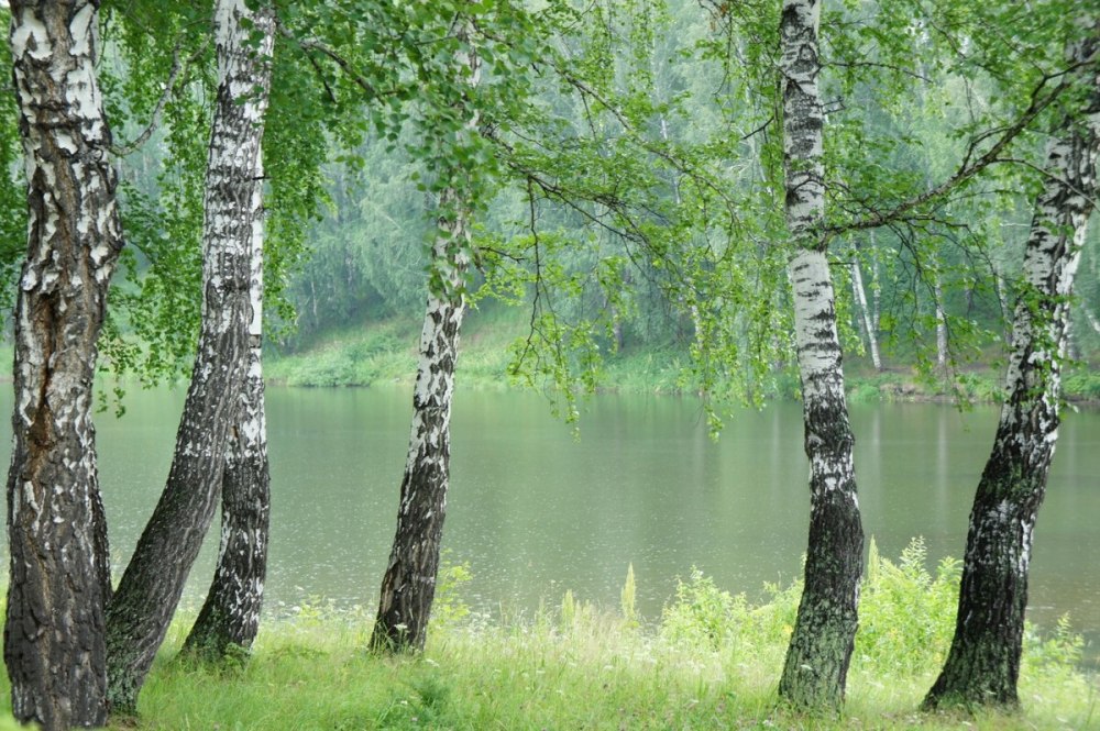 Троица берёзка листья