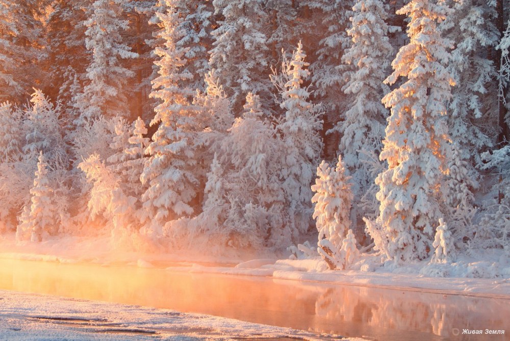 Зимний лес