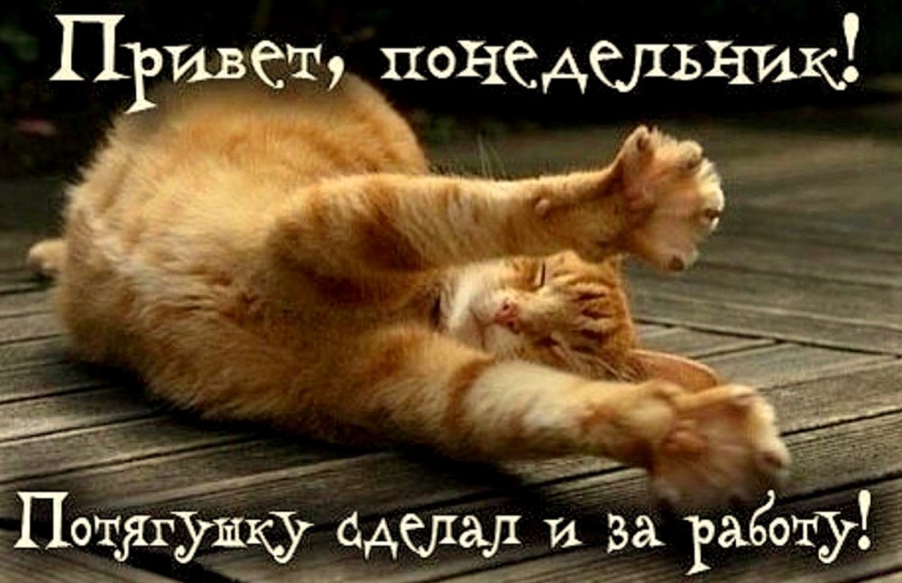 С добрымтром понедельника