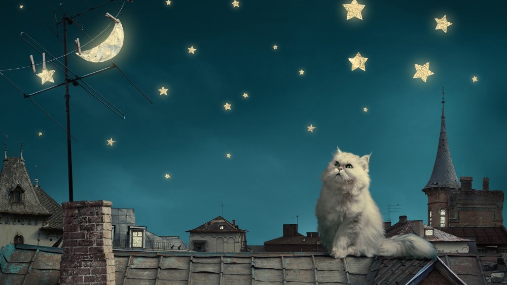Ночной котик