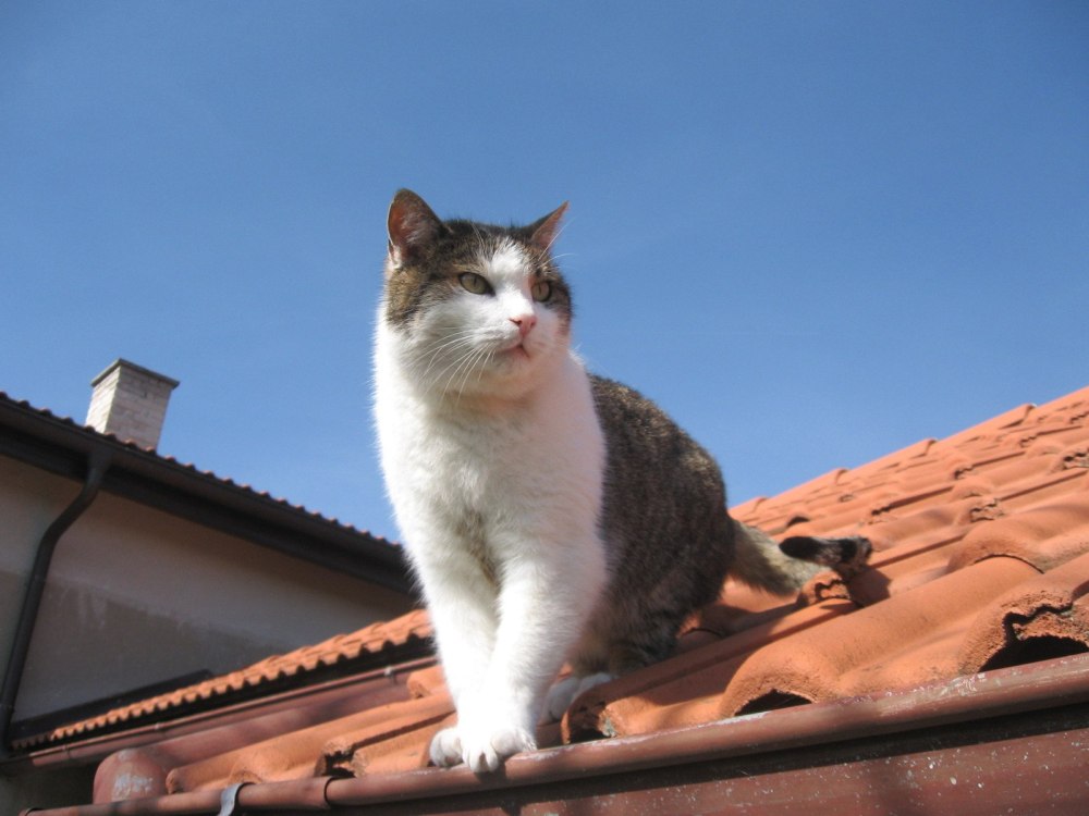 Котики на крыше