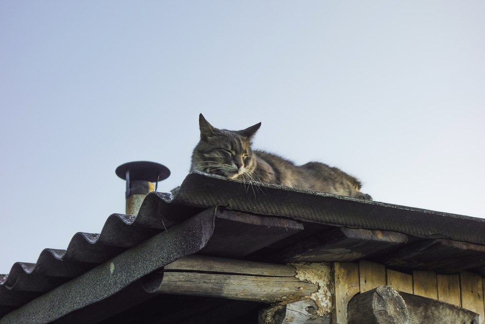 Котики на крыше