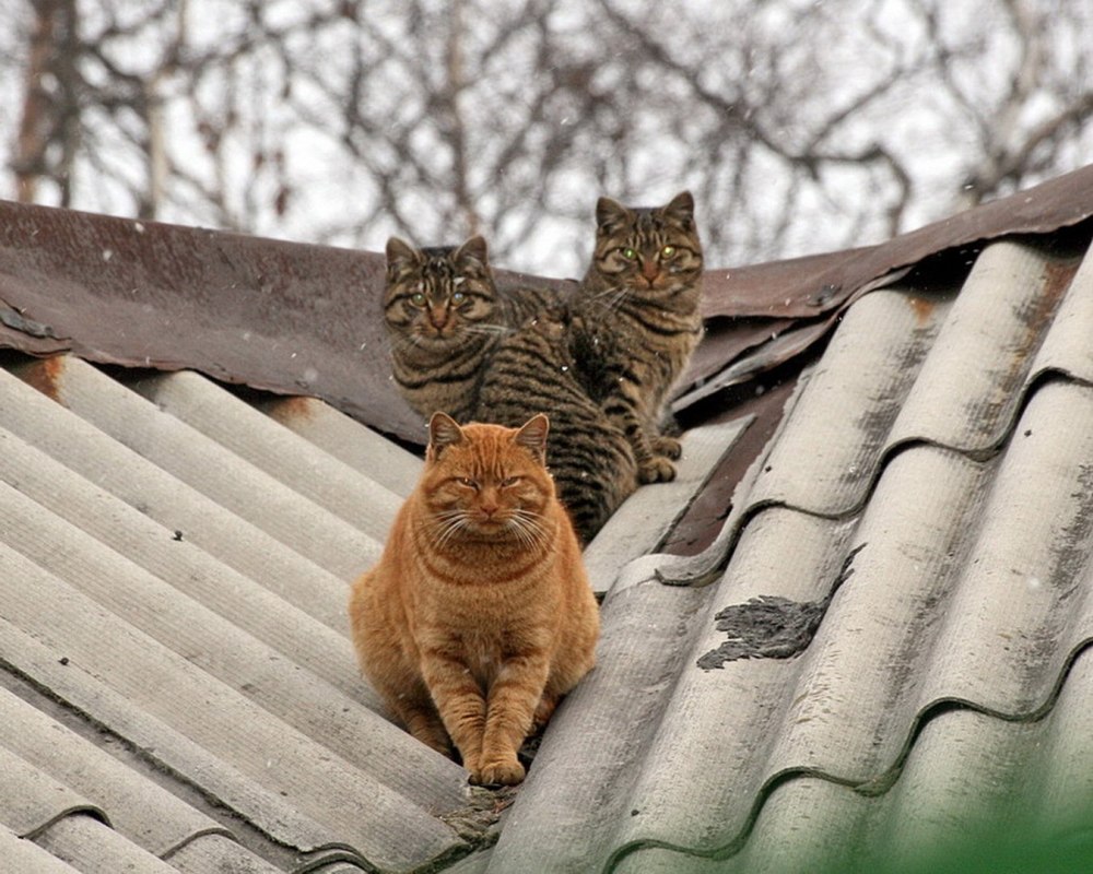 Кот на крыше