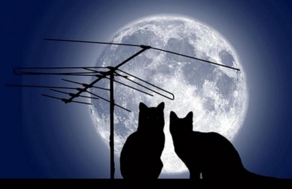 Кот на крыше