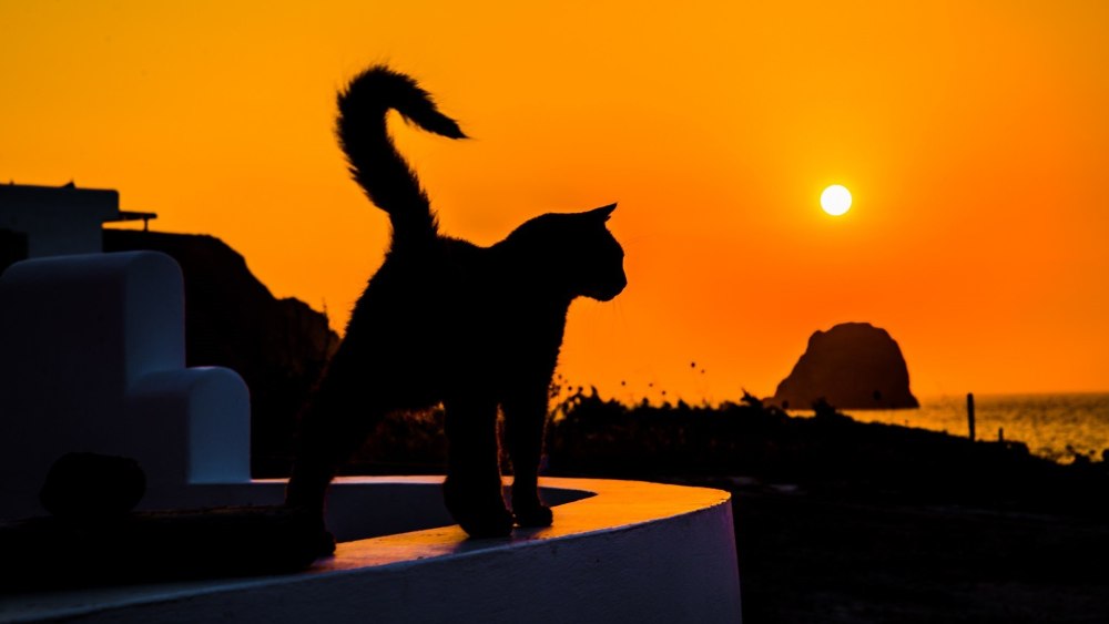Кот на крыше силуэт