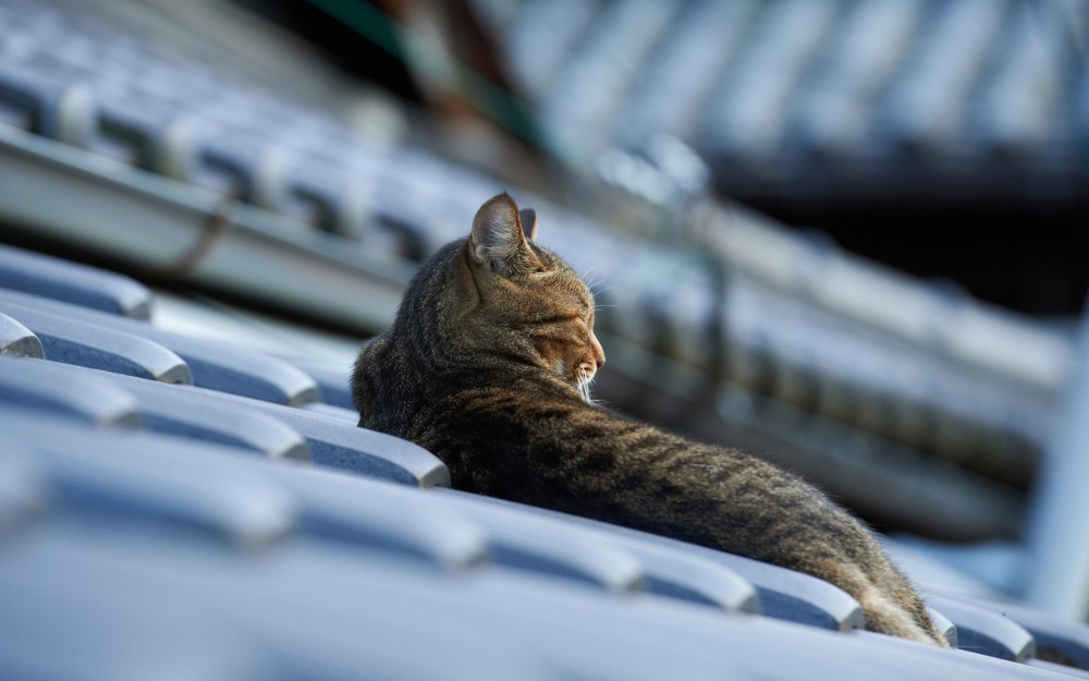 Коты на крыше силуэт