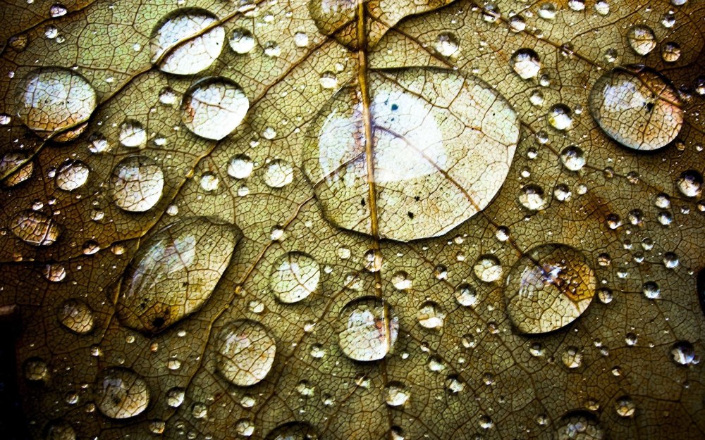 Капли воды