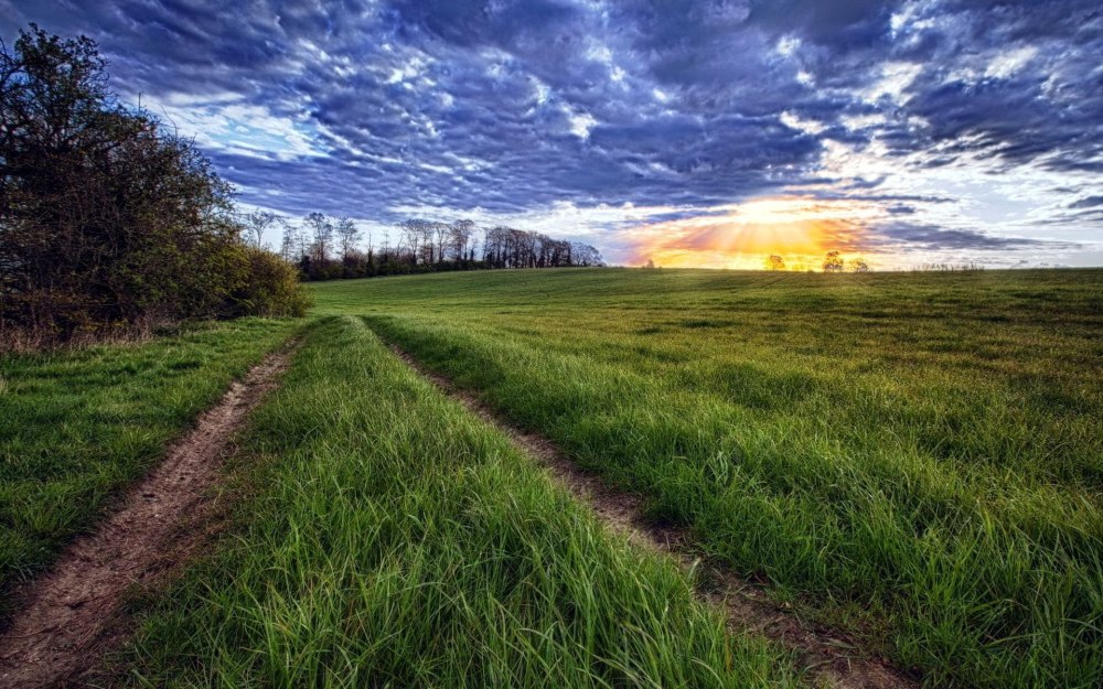 Красивая природа поле
