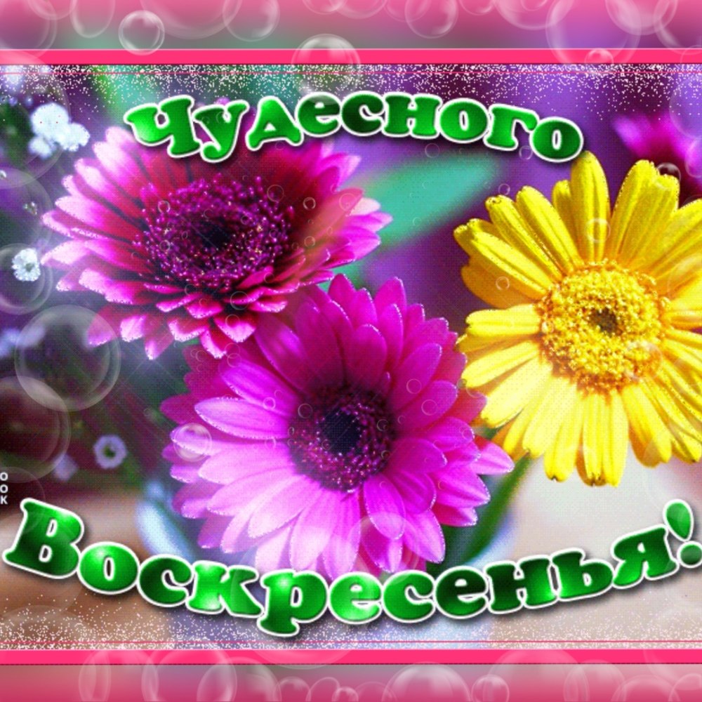 Цветы с добрыми пожеланиями
