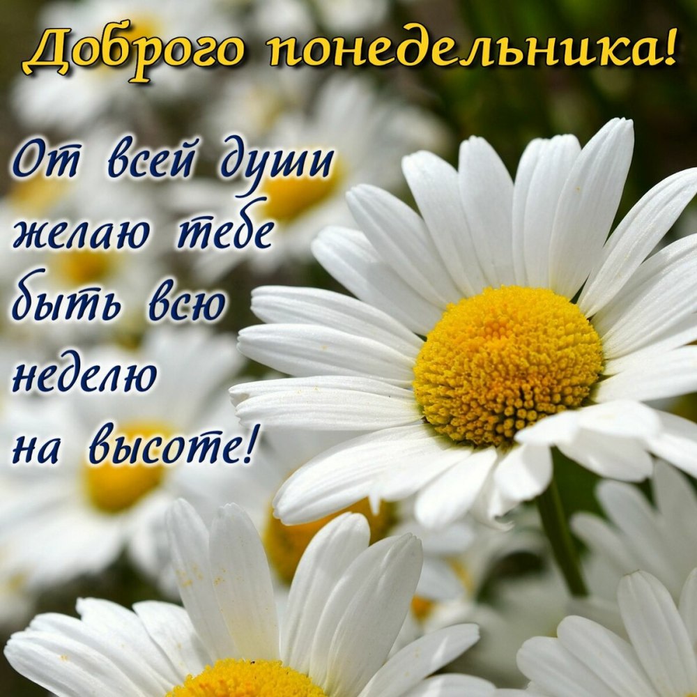 Доброго понедельника