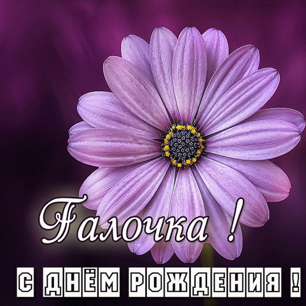 Поздравления с днём рождения галочка