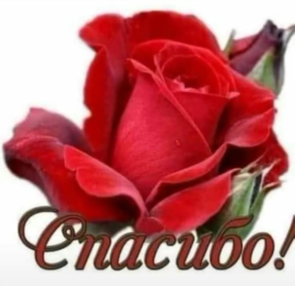 Thank you цветы