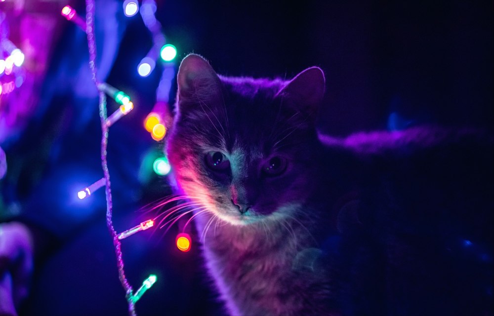 Кошка неон