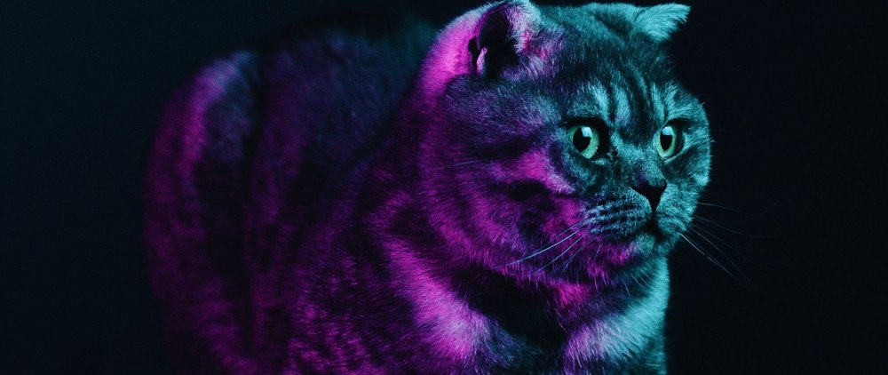 Неоновая вывеска кот