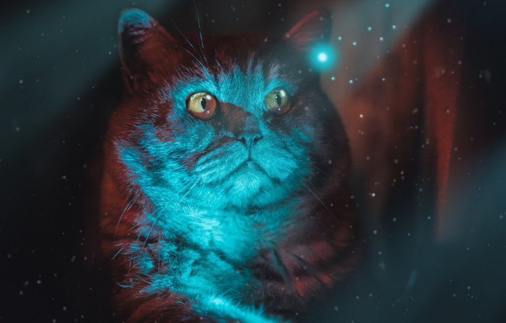 Кошка неон