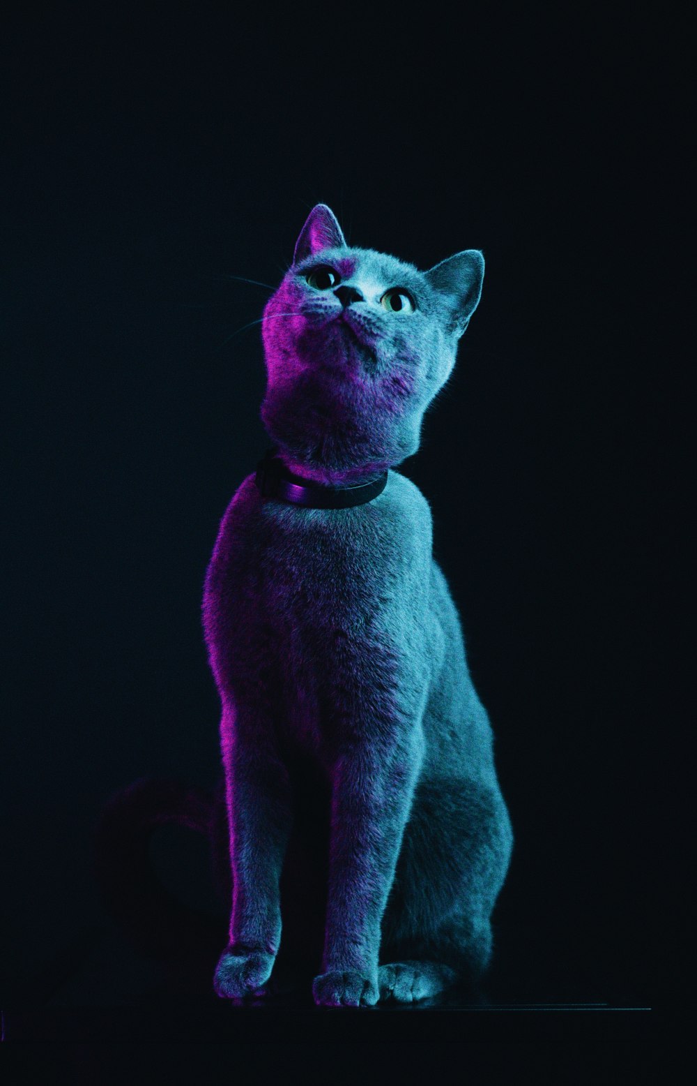 Неоновый кот на клавиатуре