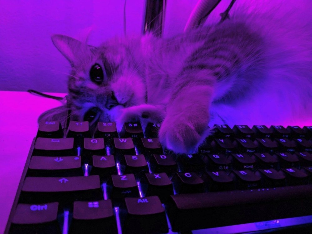 Неоновый кот