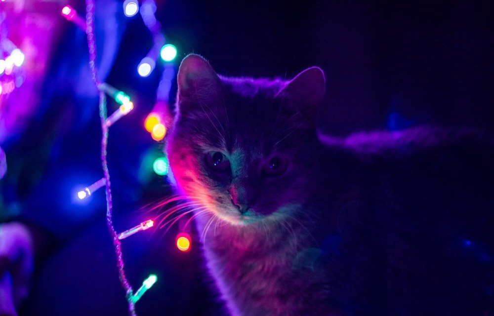 Гирлянда кошка