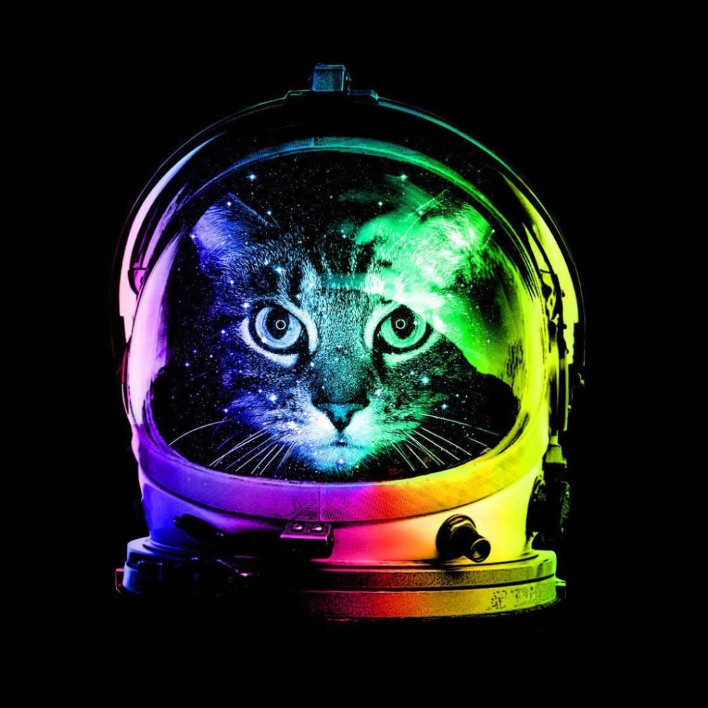 Кот космонавт