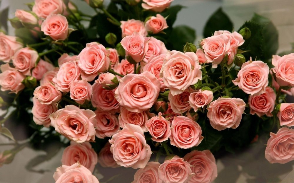 Роза кустовая Pink irishka