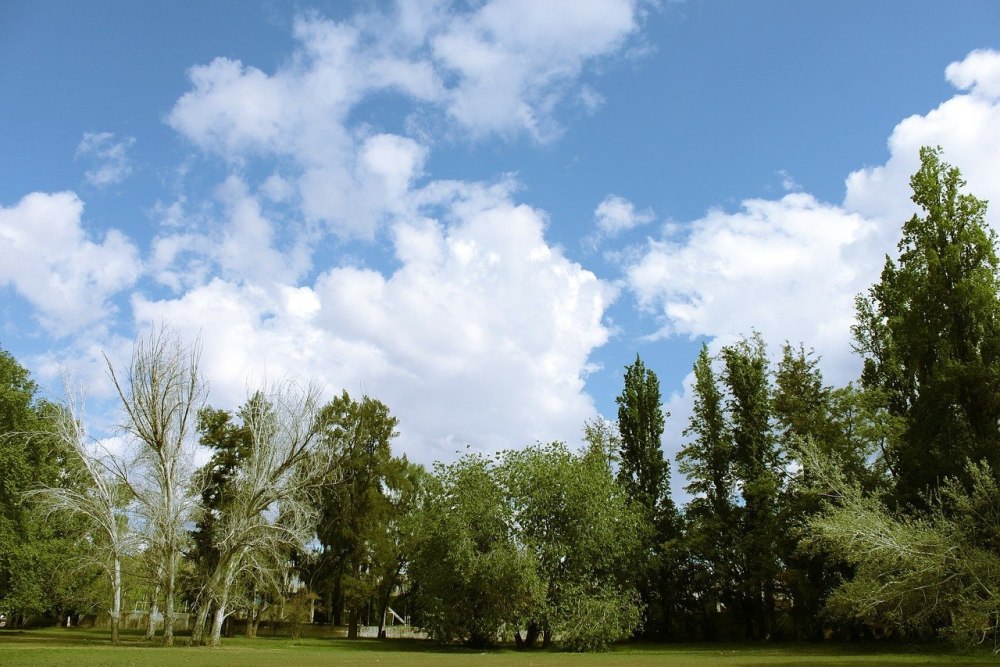Природа деревья панорама