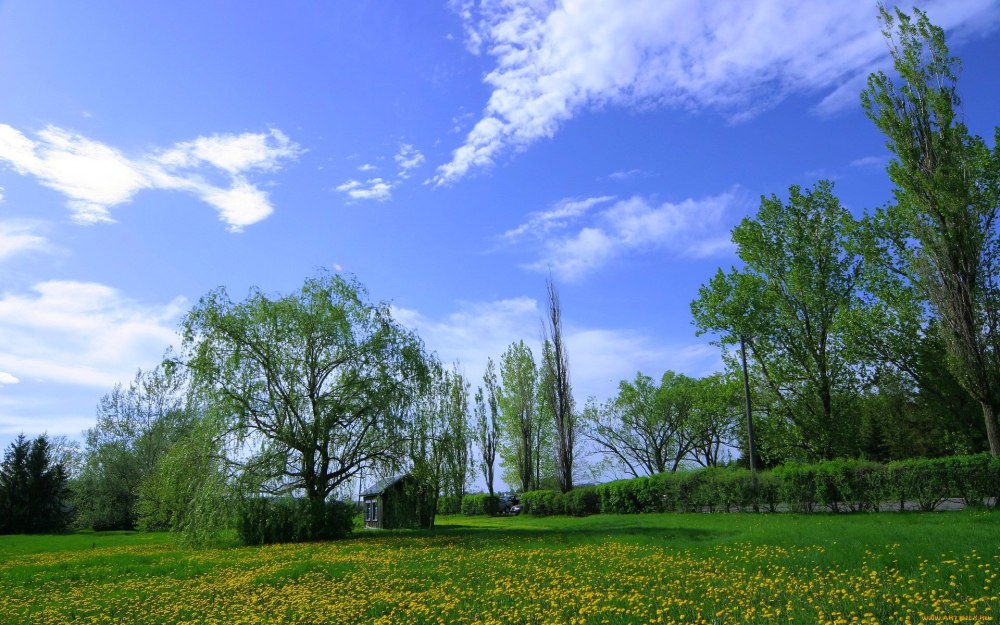 Панорама деревья