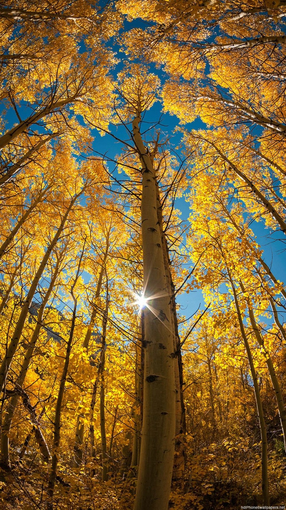 Фотообои осень