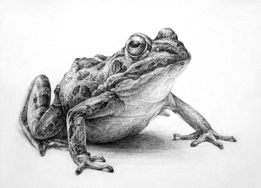 Лягушка скетч