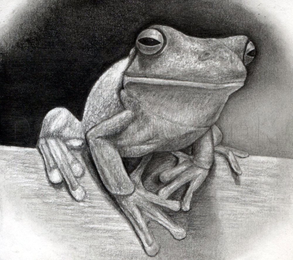 Рисунки лягушек для срисовки