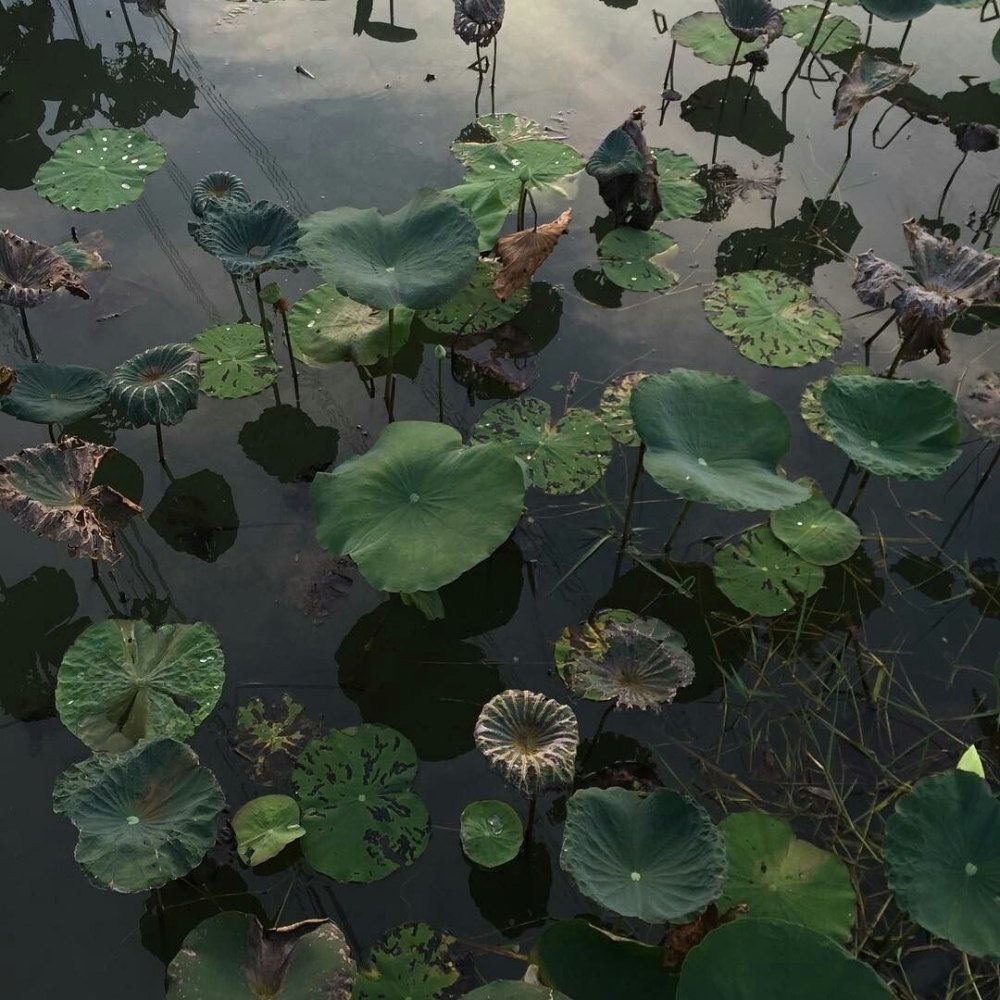 Duong Quoc dinh Лотосы