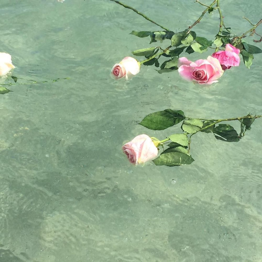 Эстетика розы в воде