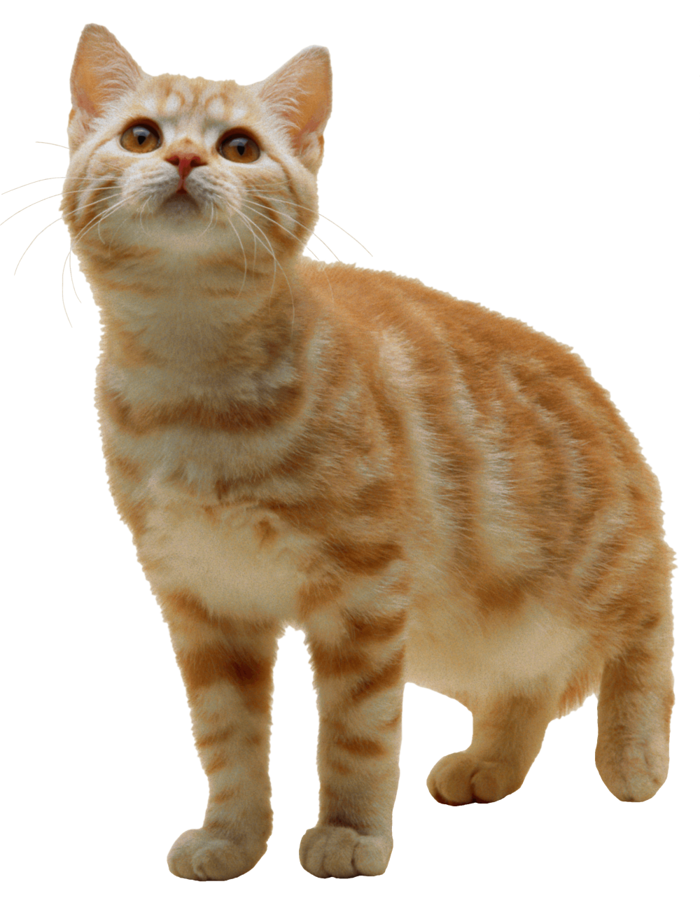Котик э на прозрачном фоне