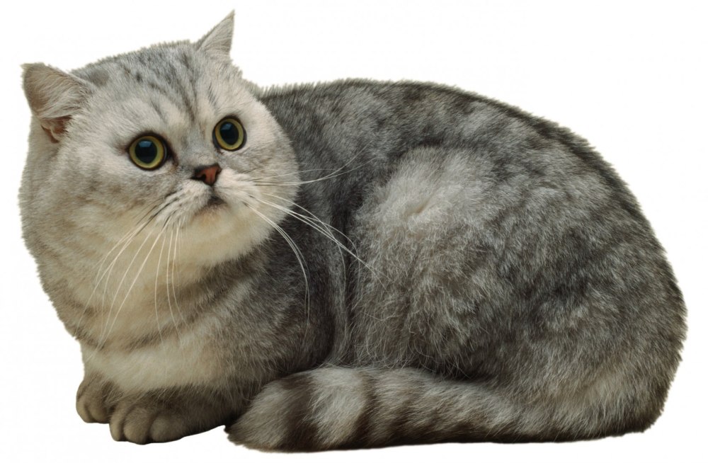 Котик на белом фоне