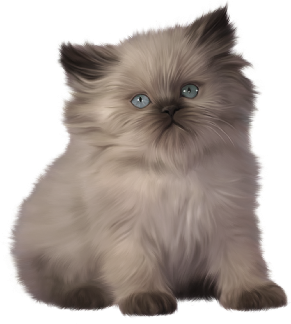 Американская жесткошерстная кошка