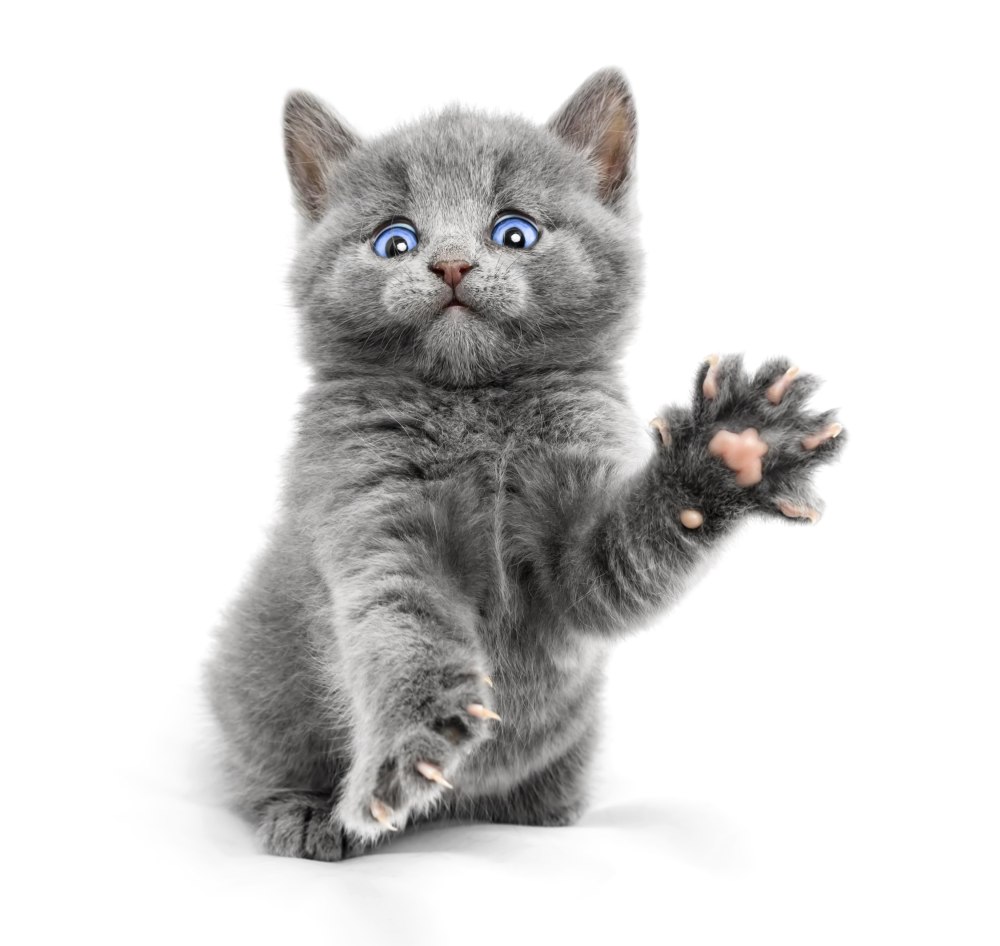 Котенок на белом фоне