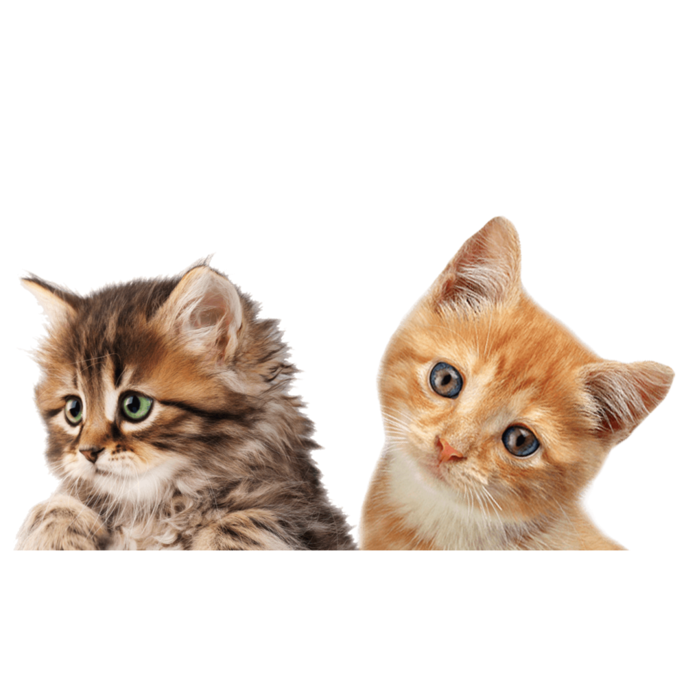 Котенок на прозрачном фоне