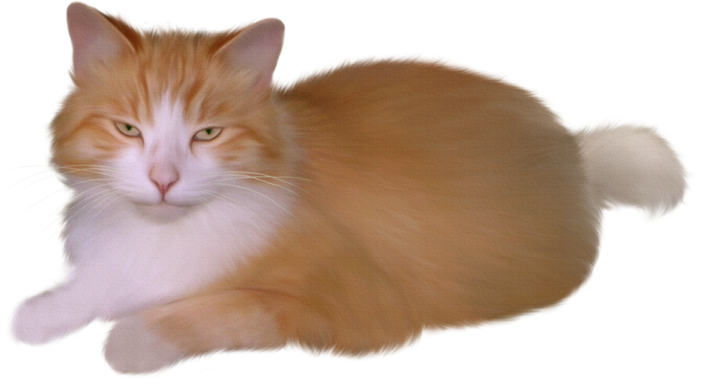 Котик с прозрачным фоном