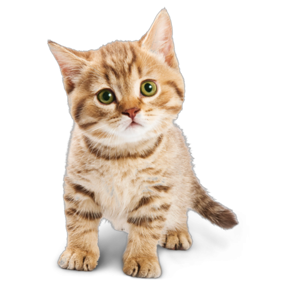 Сиамский Рэгдолл котята