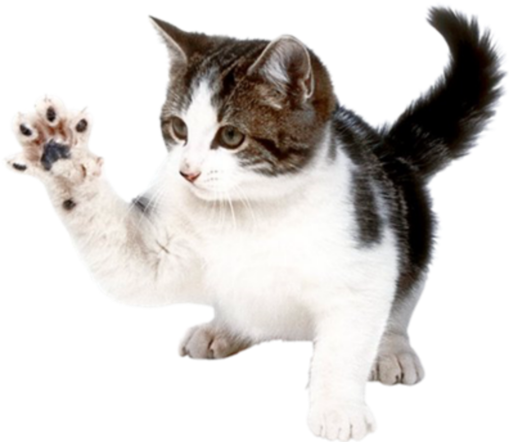 Кошка на прозрачном фоне