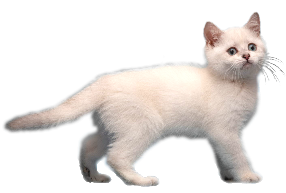 Рыжий кот на белом фоне