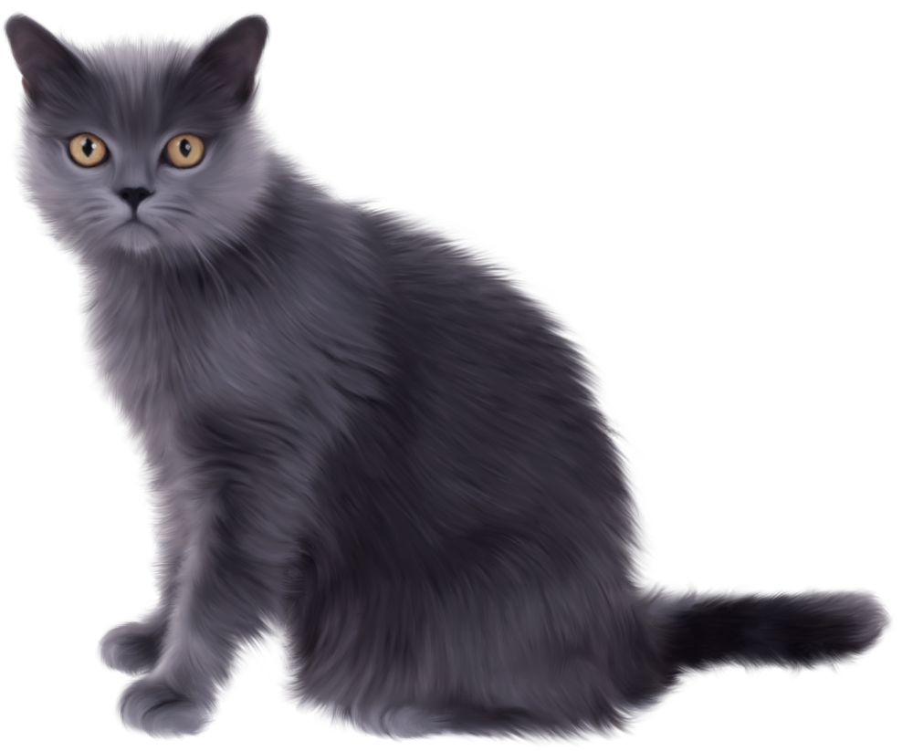 Кот на белом фоне